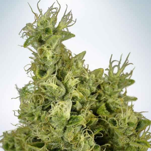 Mandarin Haze - Buy Cannabis Seeds from World of Seeds