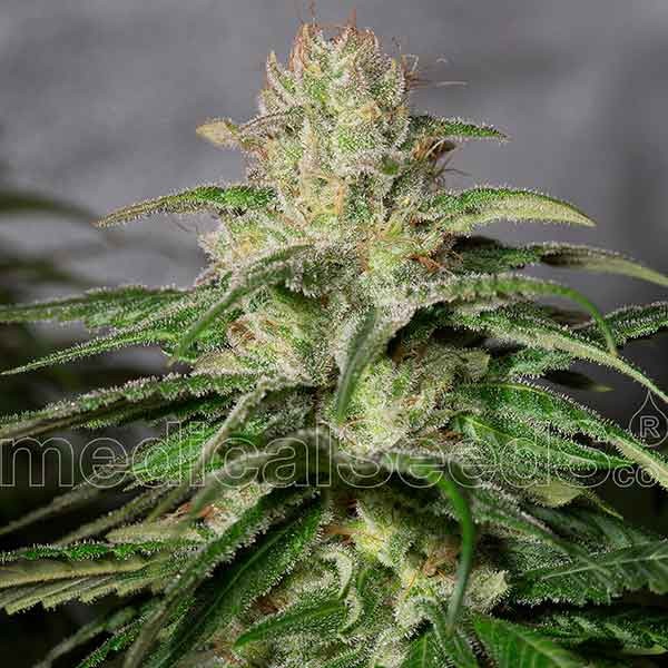 Strawberry CBD - 12% CBD. Cannabis Legal