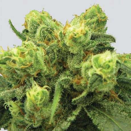 Pre-99 Big Bud Fem 5 Seeds - Buy Cannabis Seeds from World of Seeds