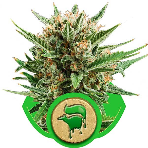 Sweet Skunk Automatic - Buy Cannabis Seeds from World of Seeds