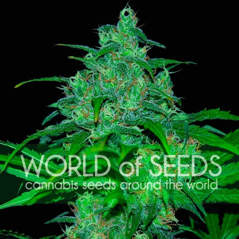 Feminized Cannabis Seeds