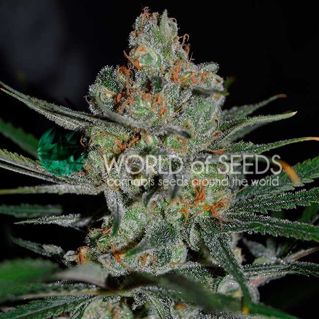 AFGHAN KUSH EARLY VERSION - EARLY VERSION - WORLDOFSEEDS