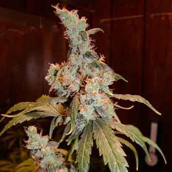 Afghan Haze - 15 seeds - All Products - Root Catalog