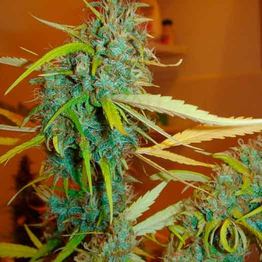 ANGEL HEART (MANGO HAZE x AFGHAN SKUNK) - 15 seeds - All Products - Root Catalog