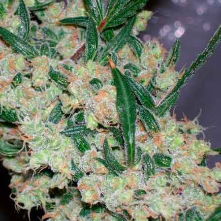 ASH (AFGHAN/HAZE x AFGHAN/SKUNK) - 15 seeds - All Products - Root Catalog