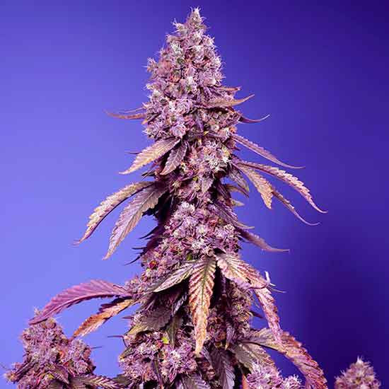 Black Muffin F1 Fast Version - Fast Version - SWEET SEEDS