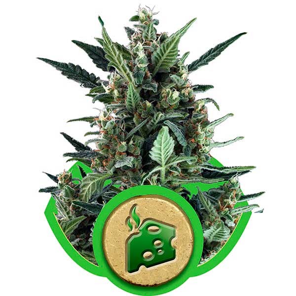 Blue Cheese Automatic - ROYAL-QUEEN SEEDS