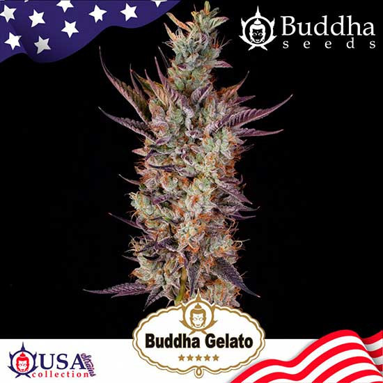BUDDHA GELATO - All Products - Root Catalog