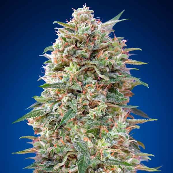 California Kush - 5 seeds - All Products - Root Catalog