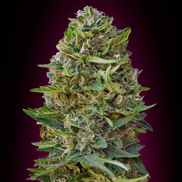 Caramel Kush - 5 seeds - All Products - Root Catalog
