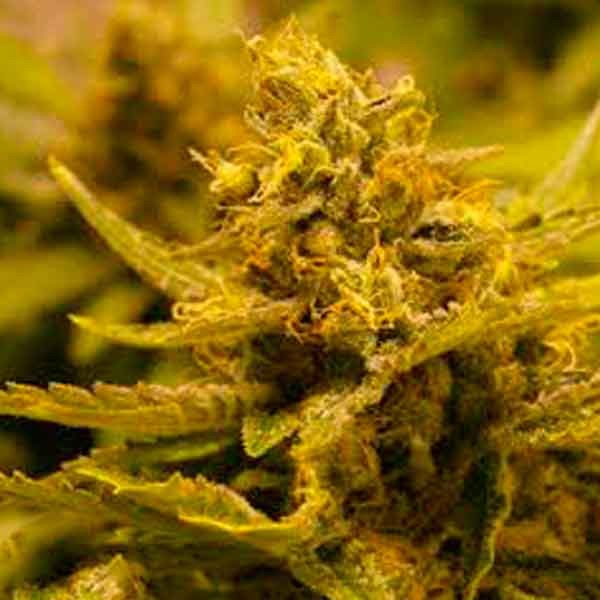 CBD OG - 6 SEEDS - All Products - Root Catalog