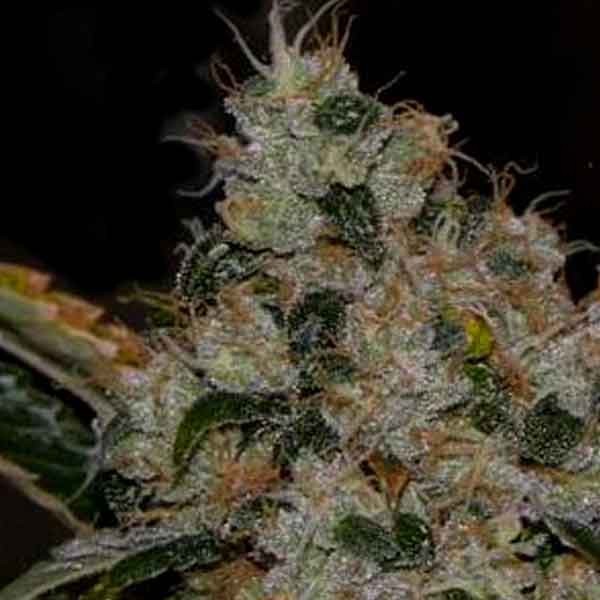 CHEM 91 Regular  - 10 SEEDS - All Products - Root Catalog