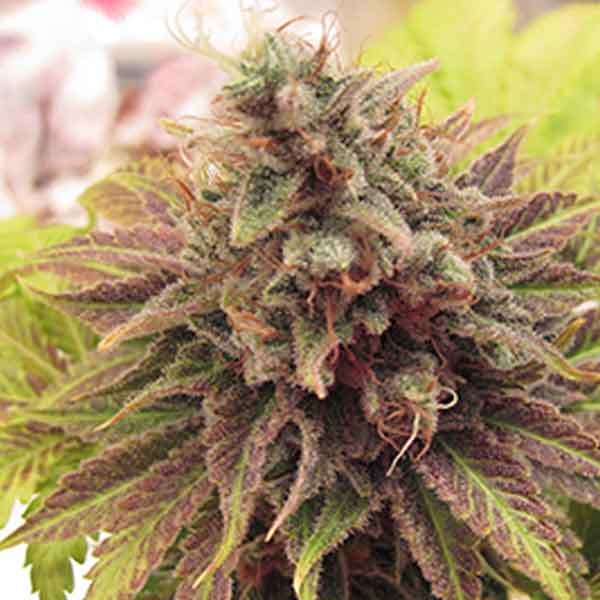 Chem Valley Kush - 6 seeds - All Products - Root Catalog