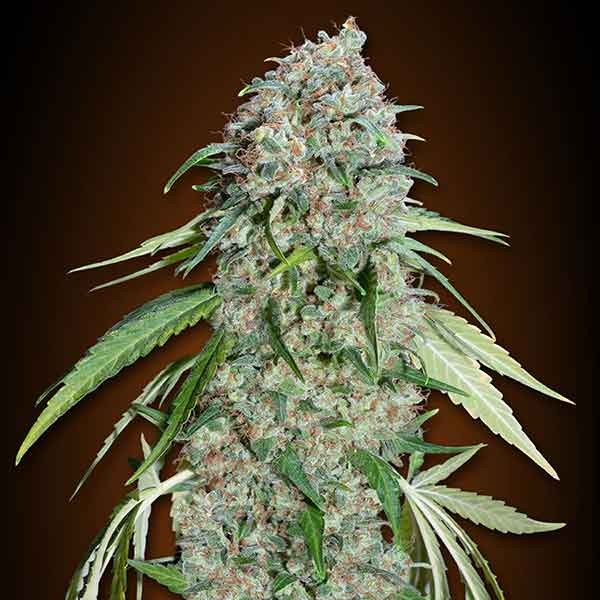 Chocolate Skunk CBD - 5 seeds - All Products - Root Catalog