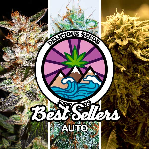 Best Sellers Auto Collection - DELICIOUS SEEDS