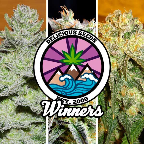 Winners Collection - GOURMET COLLECTION - DELICIOUS SEEDS