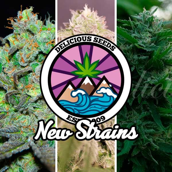 New Strains Collection - GOURMET COLLECTION - DELICIOUS SEEDS