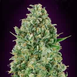 Critical Poison - 5 seeds - All Products - Root Catalog