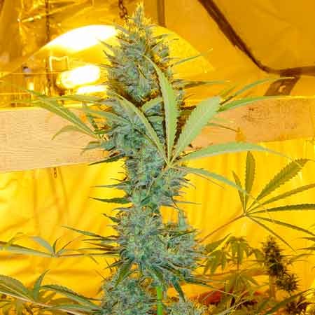 Critical Haze - 15 seeds - All Products - Root Catalog