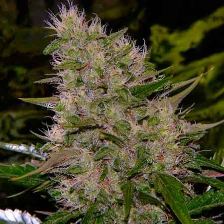 Critical Mass - 15 seeds - All Products - Root Catalog