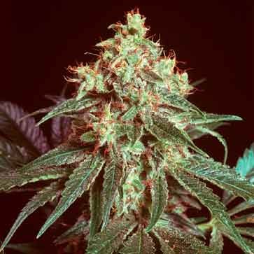 Devil - 15 seeds - All Products - Root Catalog