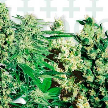 FEMINIZED MIX (SENSI SEEDS) - All Products - Root Catalog