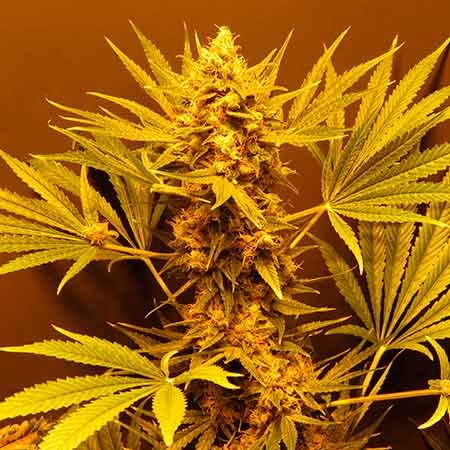 G13 Haze - 15 seeds - All Products - Root Catalog