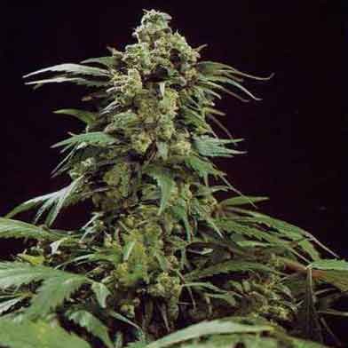 G13 Skunk - 15 Seeds - All Products - Root Catalog