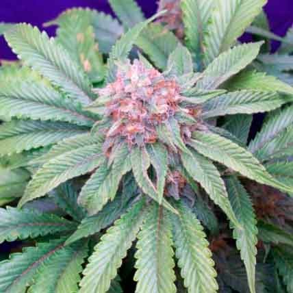G13 Widow  - 15 seeds - All Products - Root Catalog