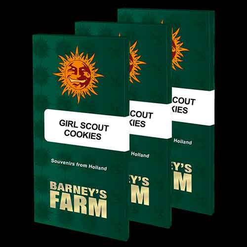 GIRL SCOUT COOKIES - Feminized - BARNEY'S FARM