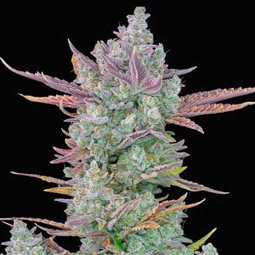 Gorilla Cookies Auto - All Products - Root Catalog