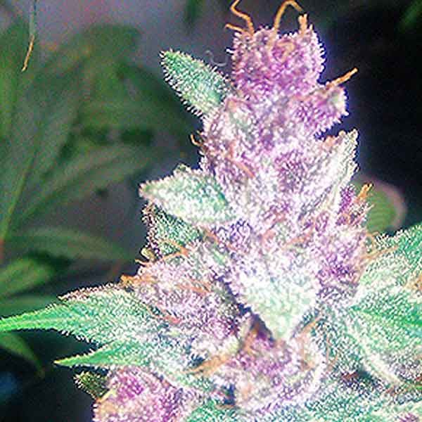 GRAPE KUSH - 6 seeds - All Products - Root Catalog