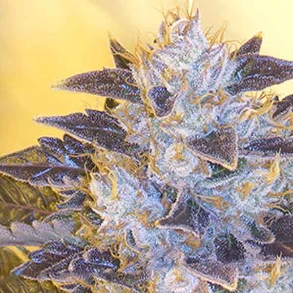 GRAPE OG - 6 SEEDS - All Products - Root Catalog