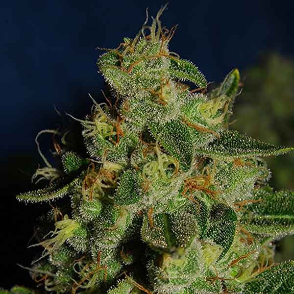 Green Crack - 6 seeds - All Products - Root Catalog