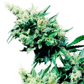 HASH PLANT REGULAR (SENSI SEEDS) - All Products - Root Catalog