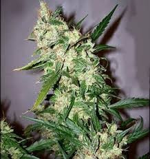 Early Skunk x Afghan Haze - 15 seeds - All Products - Root Catalog