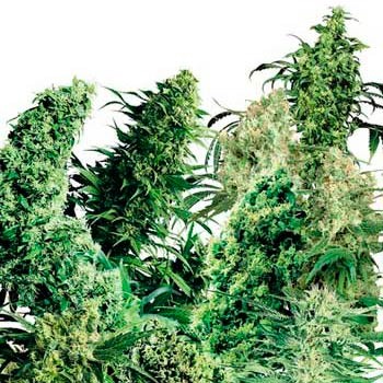 INDOOR MIX (SENSI SEEDS) - All Products - Root Catalog