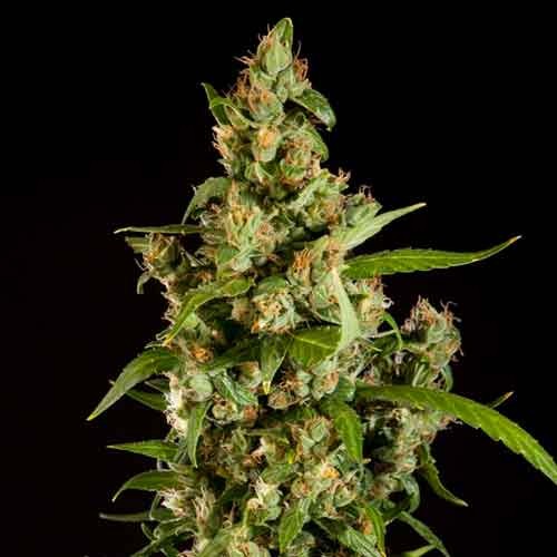 Jamaican Blueberry BX Regular - All Products - Root Catalog