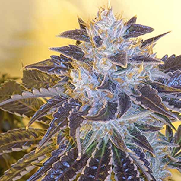 Larry Og Kush – 6 SEEDS - All Products - Root Catalog