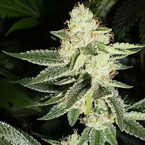 Louis XIII OG - 6 Seeds - All Products - Root Catalog
