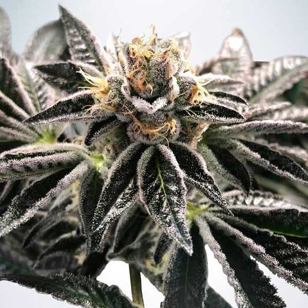 Mandarin Haze - Buy Cannabis Seeds from World of Seeds