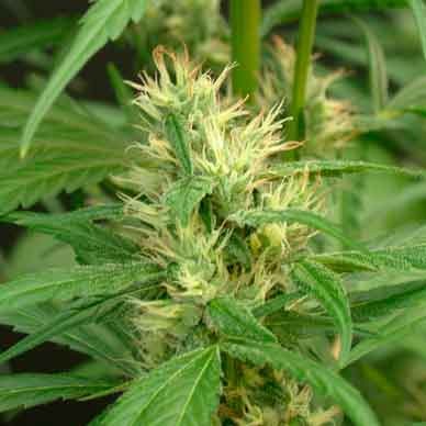 Mango Haze  - 15 seeds - All Products - Root Catalog