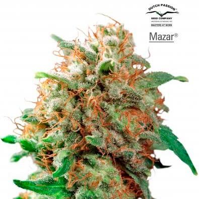Mazar - 10 seeds regular (Dutch Passion) - All Products - Root Catalog