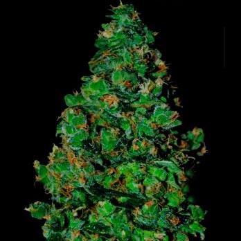 MEMBRANA HIPER AUTO 10 Seeds (VIP SEEDS) - Outlet