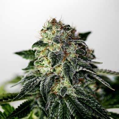 Mystic Cookie Express - 5 seeds - All Products - Root Catalog