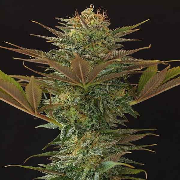 Nl5 X Afghan - 15 seeds - All Products - Root Catalog