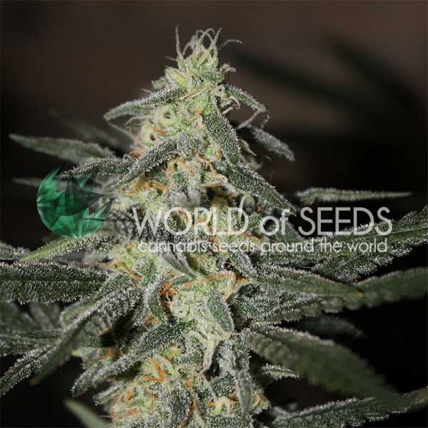 Northern Light x Big Bud Early Version - EARLY VERSION - WORLDOFSEEDS