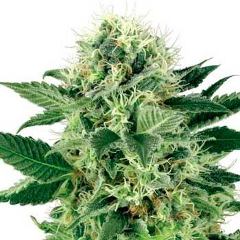 NORTHERN LIGHTS FEM (WHITE LABEL) - All Products - Root Catalog