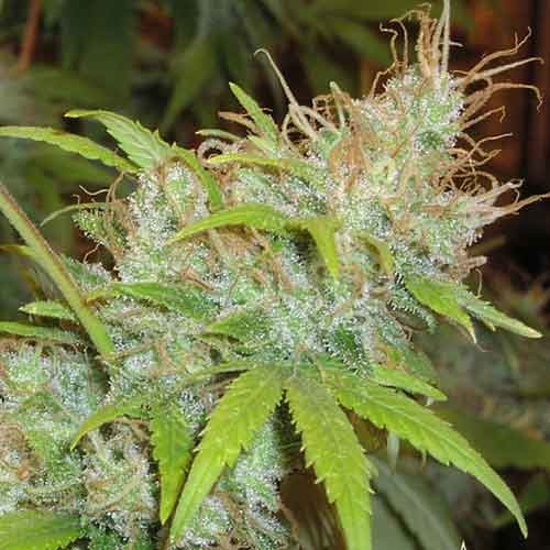  Orange Delight  - 5 seeds - All Products - Root Catalog