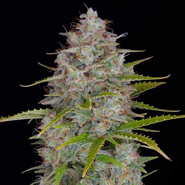 Orange Sherbet Auto - All Products - Root Catalog